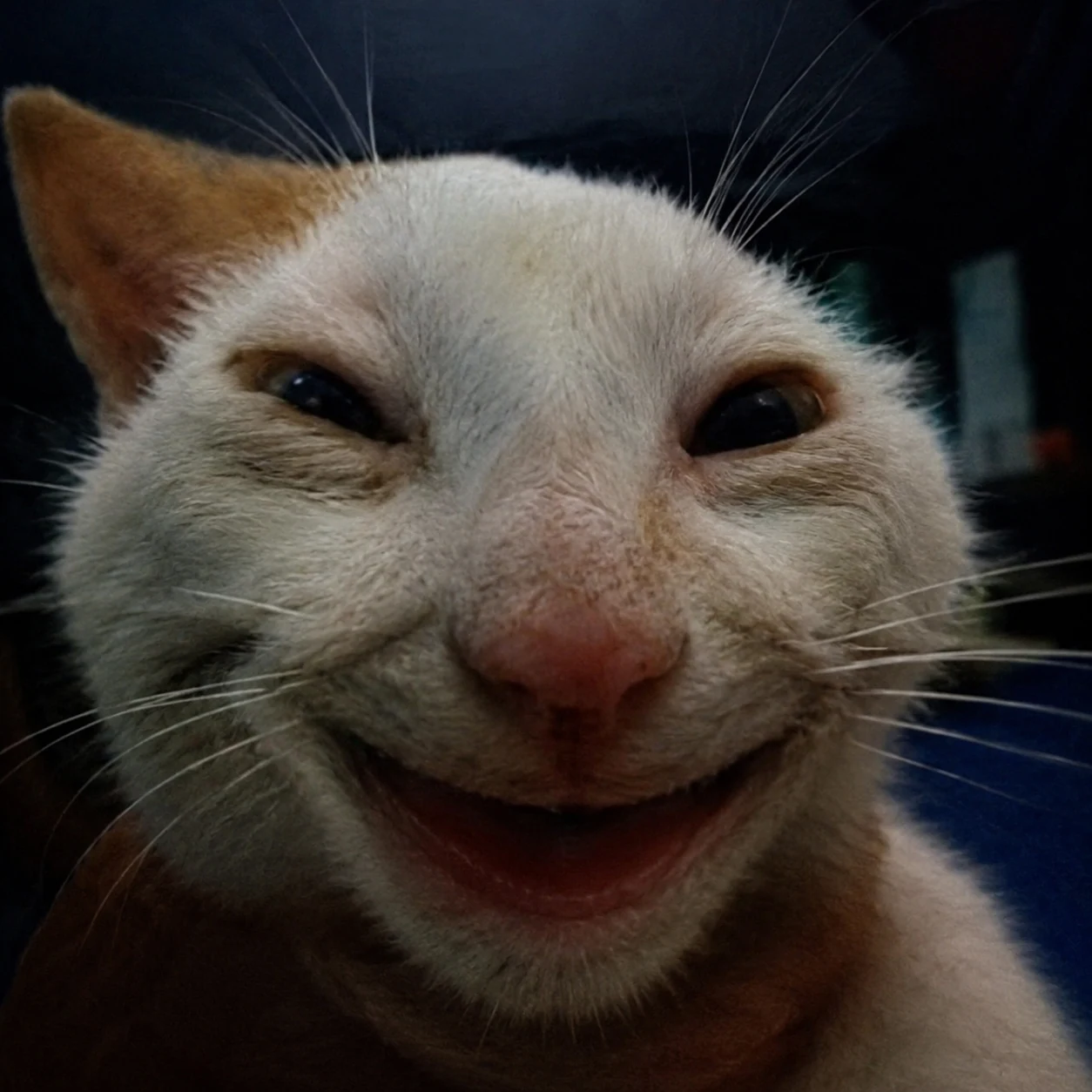 Toothless cat grinning